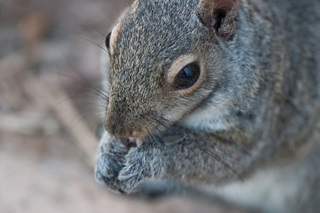 吃松松鼠棕色野生动物森林坚果荒野生物灰色动物尾巴哺乳动物背景图片
