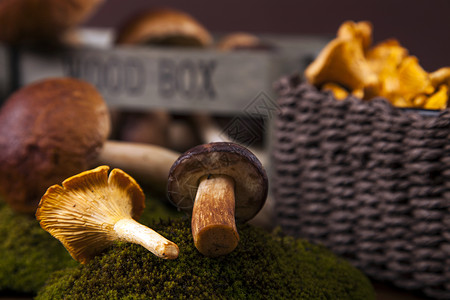 篮子蘑菇树叶新鲜蘑菇棕色身体森林黄色苔藓帽子篮子蔬菜食物季节背景