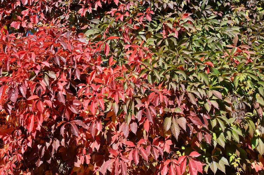 秋季假期植物红色绿色树叶季节叶子图片