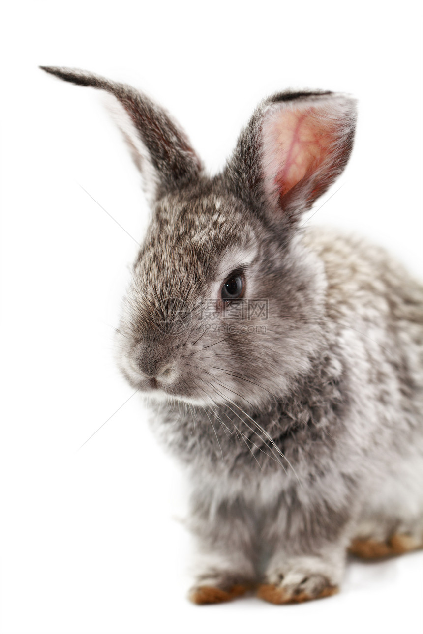 灰兔宏观野兔毛皮灰色宠物农业乐趣荒野白色耳朵图片