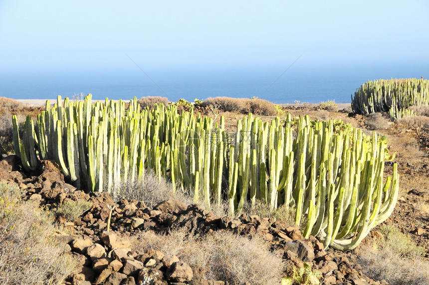 沙漠中的绿色大仙人掌植物群植物山脉荒野天空公园国家蓝色日落图片