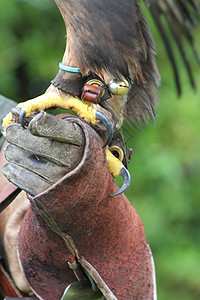 金金鹰爪和猎鹰手套背景图片