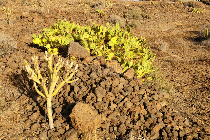 沙漠中的绿色大仙人掌山脉公园荒野植物植物群天空蓝色日落国家图片