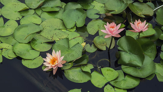 水百里金鱼紫色花朵水生植物花园池塘背景图片