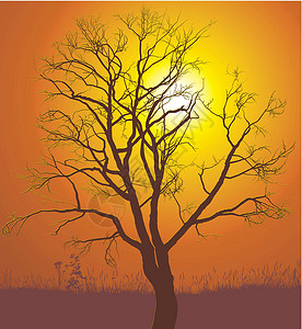 胡桃树日落背景图片