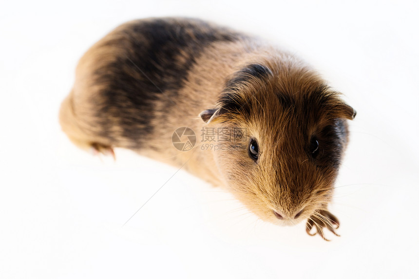 红豚猪哺乳动物眼睛喜悦晶须兴趣仓鼠宏观头发动物乐趣图片