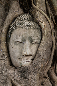 树上的佛头雕塑废墟纪念碑宗教红砖精神榕树树干佛教徒树根背景图片