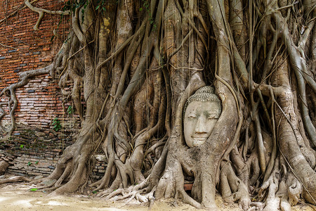旧树上的佛头纪念碑佛教徒文化红砖树根地标雕像宗教红色树干背景图片