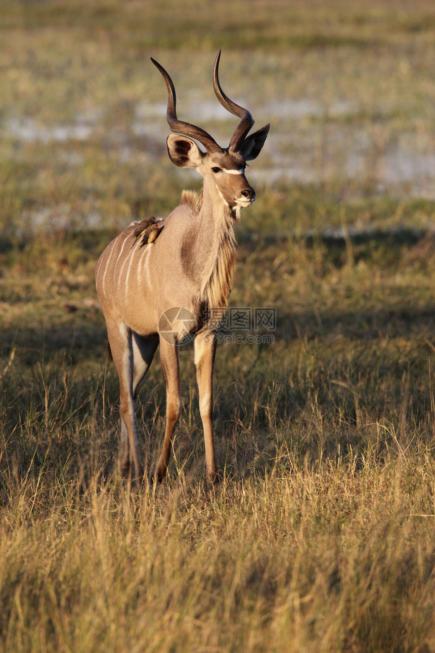 青年男子Kudu-博茨瓦纳图片