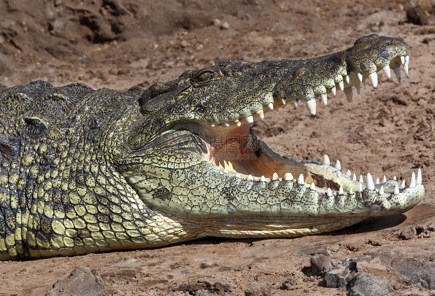 博茨瓦纳动物旅行捕食者食人鳄鱼野生动物牙齿爬虫荒野肉食者图片