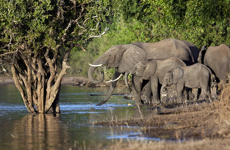 大象自然野生动物图片素材