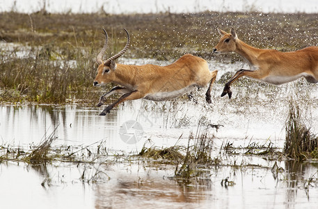 奔跑鹿博茨瓦纳跑步动物动物群湿地哺乳动物飞溅野生动物羚羊红莱荒野背景