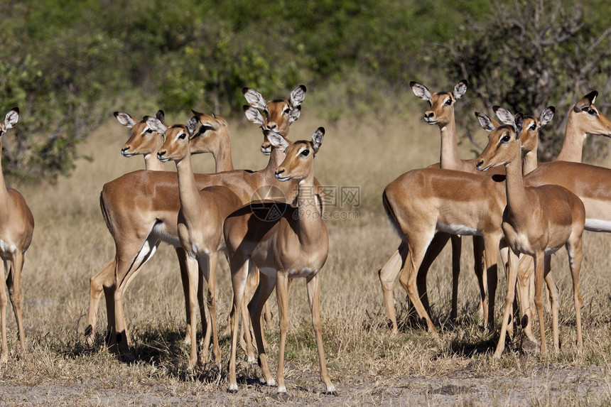女性伊巴拉博茨瓦纳动物群野生动物警报荒野哺乳动物团体动物羚羊图片