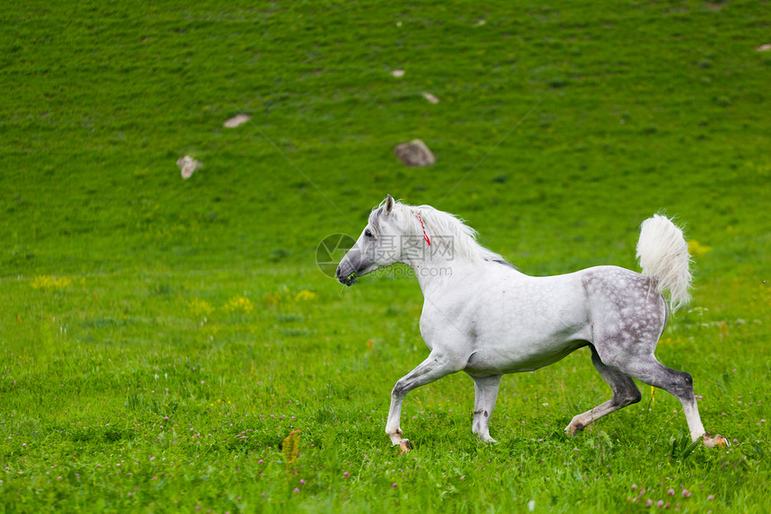 灰色阿拉伯马在绿色草地上奔驰场地鬃毛马术赛跑者牧场良种哺乳动物运动农场速度图片
