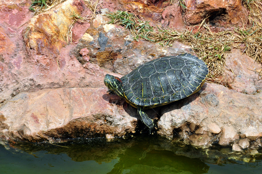 红色滑板海龟宠物野生动物爬虫剧本青蛙生物岩石沼泽栖息地水龟图片