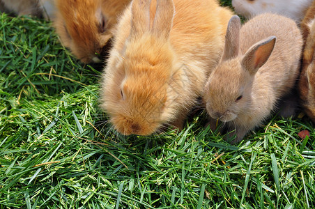 以草草为食的兔子家庭喂养毛茸茸的高清图片素材