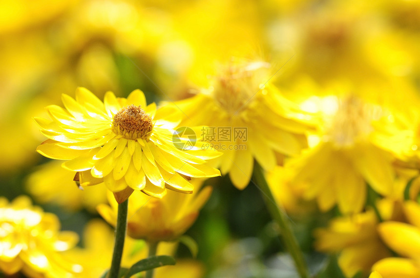 彩色花朵蓝色粉色郁金香花束花园植物白色绿色紫色橙子图片