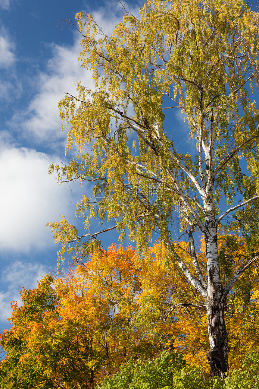 阳光晴天的秋树图片