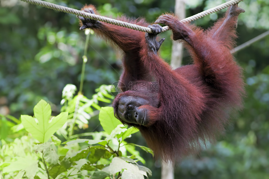 婆罗洲奥兰古人丛林俘虏森林原始人野生动物濒危荒野动物橙子灵长类图片