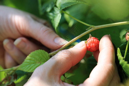 摘草莓采摘覆盆子水果叶子花园绿色生活方式水平人类温室背景图片