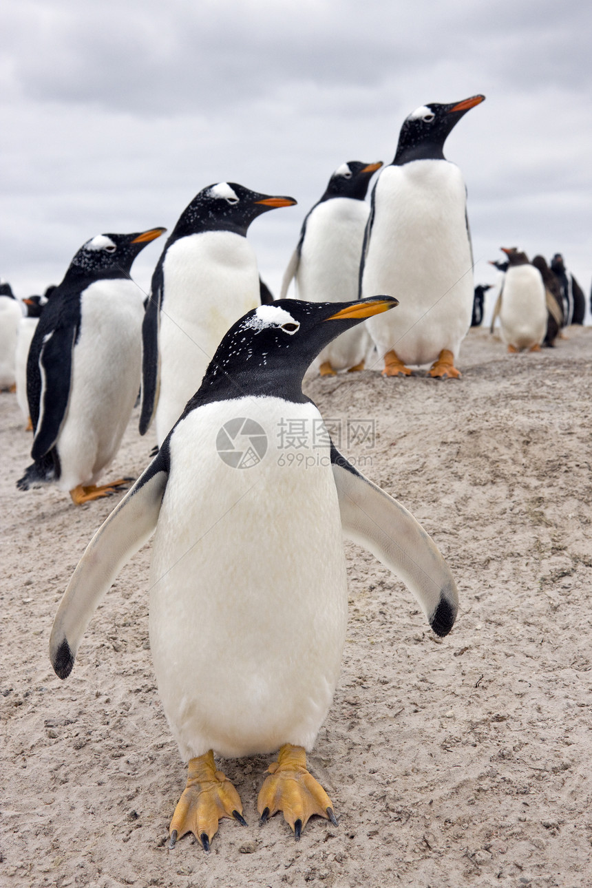 Gentoo企鹅-福克兰群岛图片