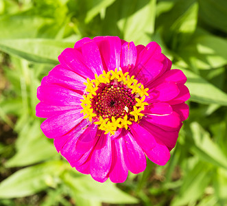 花园上的日尼亚粉色花朵水平菊花色彩花瓣花卉花头图案植物背景图片