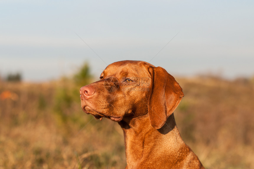 银星Vizsla狗的特写水平照片犬类指针宠物图片