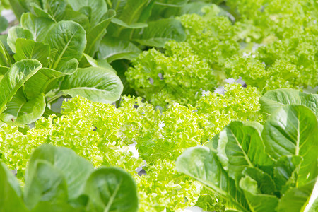 蔬菜养殖场地点社区素食饮食田园健康饮食厂况农场收获叶菜背景图片
