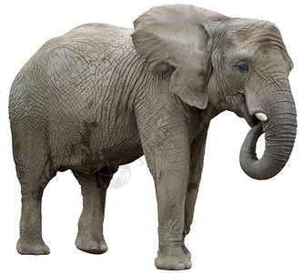 吃着孤立在白色背景上的大象背景图片