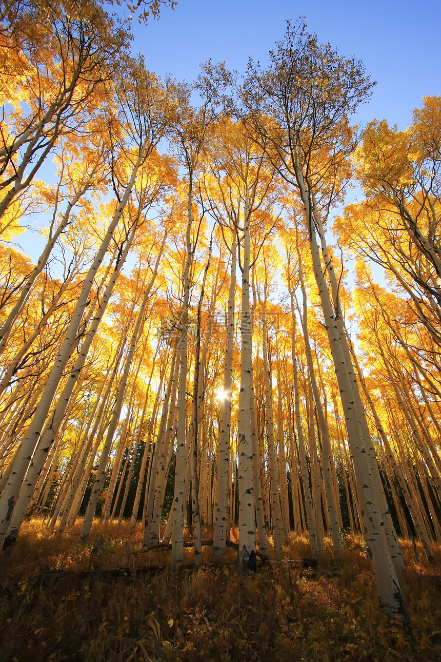 科罗拉多圣胡安国家森林 秋色的阿斯彭树天空森林太阳颤木松树风景橙子国家蓝色黄色图片