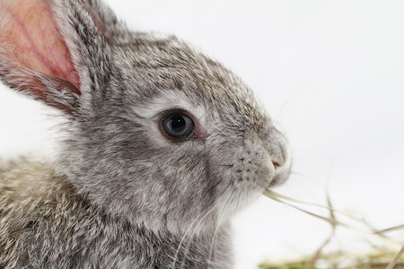 灰兔野兔宠物农业耳朵乐趣动物灰色白色荒野哺乳动物背景图片
