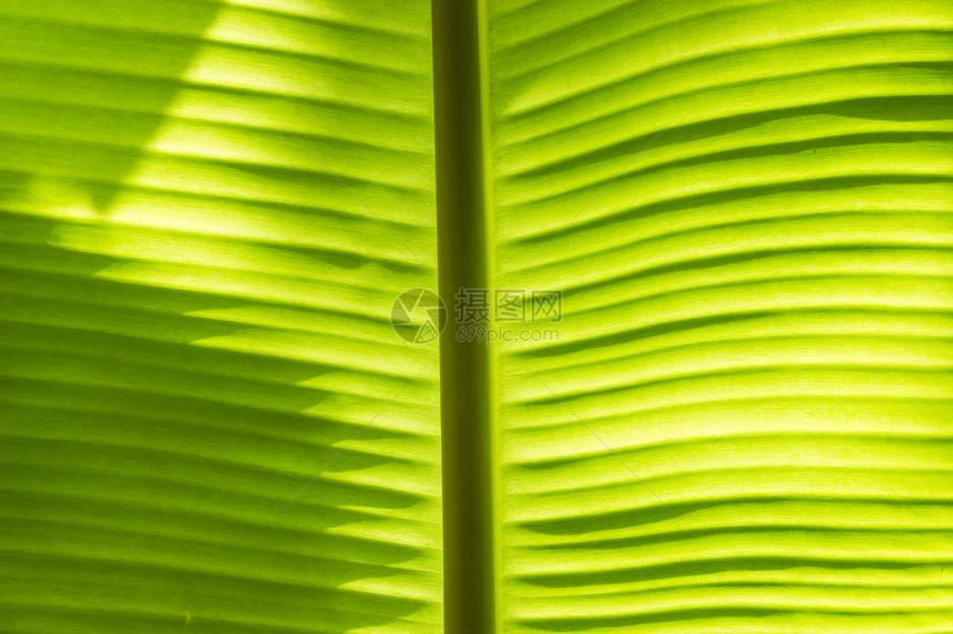 香蕉叶叶子园景花园风景自然植物衬套图片