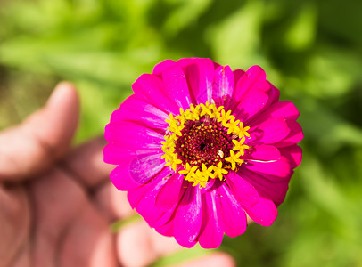 花园上的日尼亚粉色花朵色彩植物花卉菊花图案水平花头花瓣背景图片