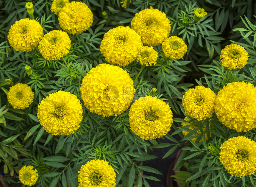 黄色万寿菊花生长花园活力季节万寿菊植物花粉植物群花瓣热带图片