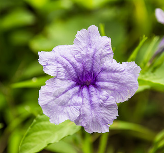 紫罗兰鲁埃莉亚图贝罗莎花朵植物园艺花园美容香玉健康花坛三物摄影紫色背景图片