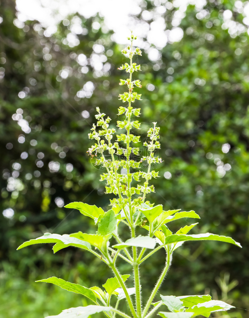 Basil花朵影棚食物草本植物草药木头叶子植物香味胡椒百里香图片