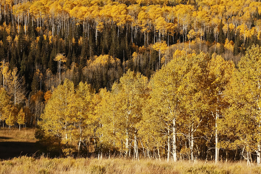 科罗拉多圣胡安国家森林 秋色的阿斯彭树松树国家天空荒野蓝色森林黄色地区性叶子橙子图片
