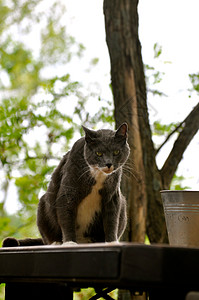 星罗猫Cat 星表动物群猫科白色灰色猫咪动物宠物背景
