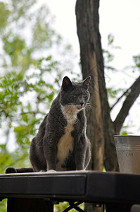 猫盯着背景图片