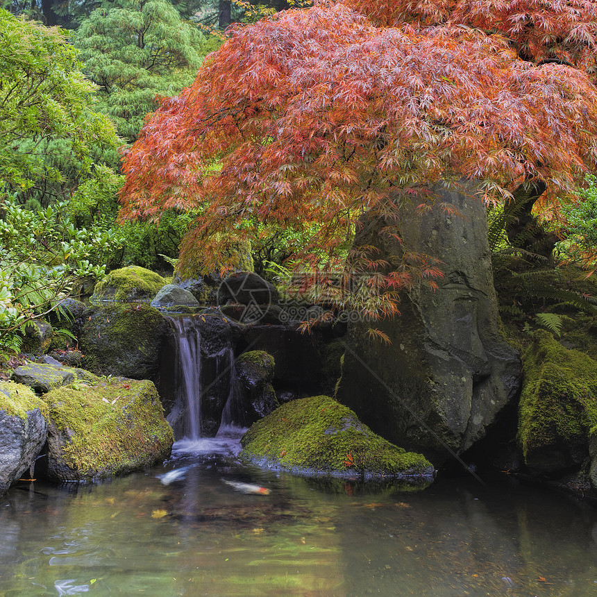 位于瀑布池塘的红树植物花园蕾丝红色园林树叶绿化喷泉锦鲤反射图片