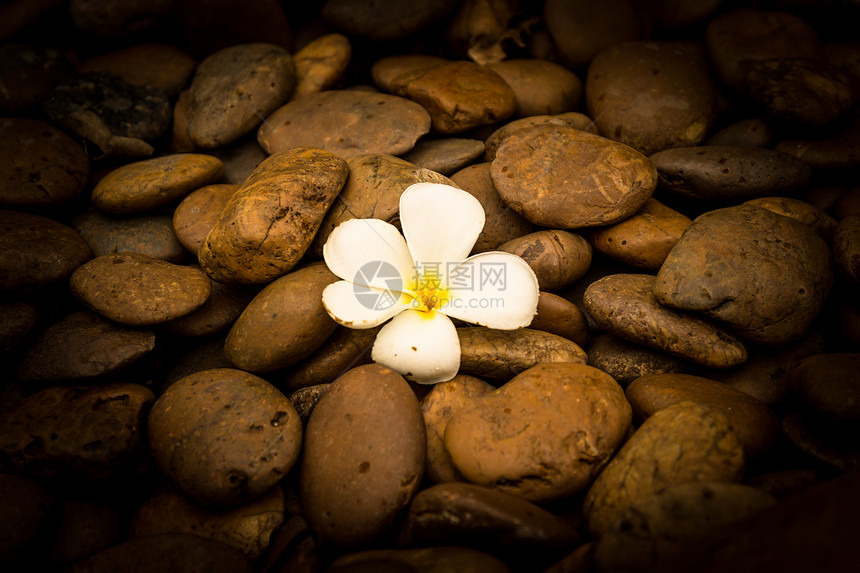 独有的花朵布卢马在河石背景上卵石水平韧性石头地点物体矿物画幅旅行纹理图片