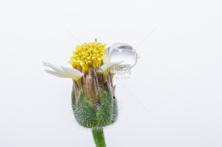 花生植物草植物群草地环境生长宏观杂草生活花园图片