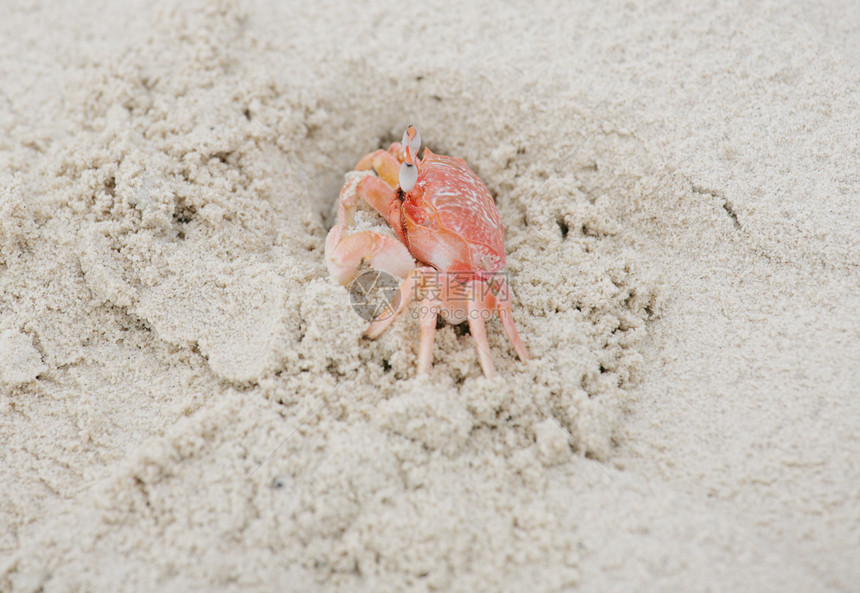 沙沙中的幽灵螃蟹图片