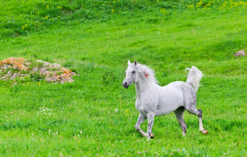 灰色阿拉伯马在绿色草地上奔驰场地马术赛跑者运动马匹牧场良种农场自由哺乳动物图片