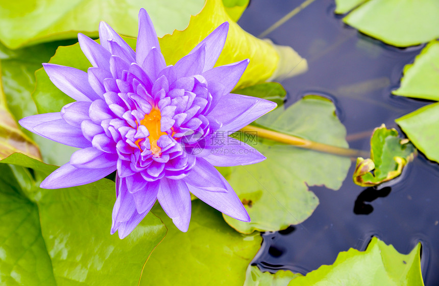 紫莲花在水面上图片