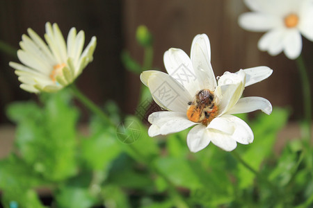 黛西上的大黄蜂工蜂花蜜植物绿色植物花朵白色雏菊花药花粉蜜蜂背景图片