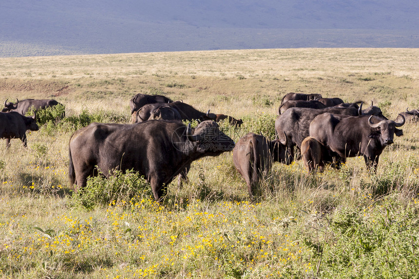 野牛牧场野生动物植物群荒野灰色哺乳动物动物群棕色图片