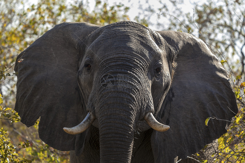 大象头耳朵眼睛植物群荒野绿色树干动物群衬套植被哺乳动物图片
