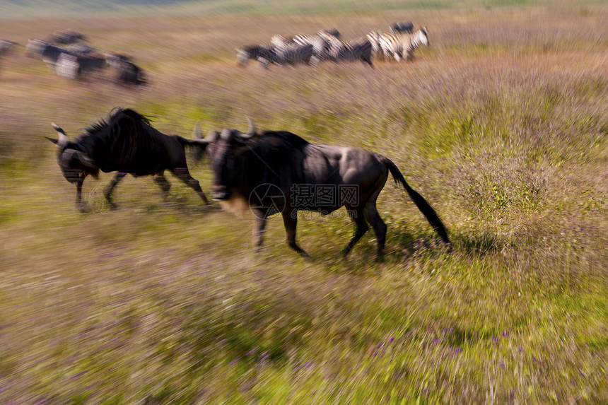 与狂野病作斗争牛羚羚羊哺乳动物毛皮跑步野生动物棕色图片