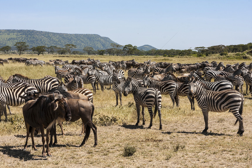 大规模移徙蓝色狮子踩踏移民角马牛羚羚羊荒野团体旅行图片